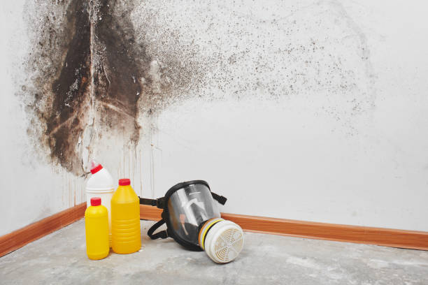 Best Mold Damage Repair  in Crewe, VA
