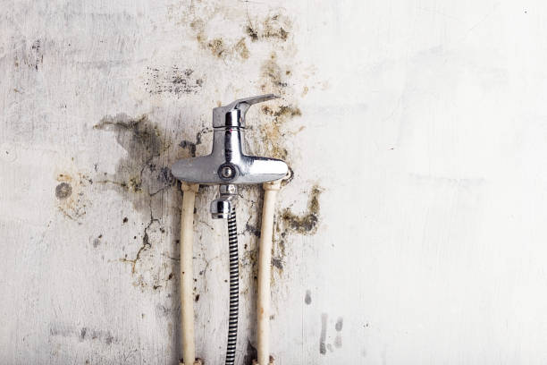 Best Professional Mold Removal  in Crewe, VA