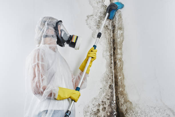 Mold Removal Process in Crewe, VA