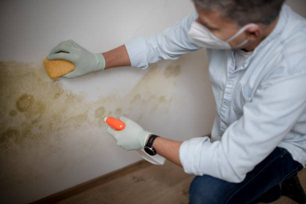 Best Mold Remediation  in Crewe, VA