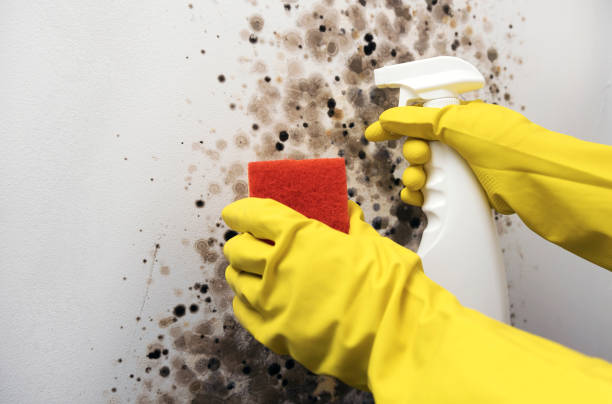 Best Toxic Mold Removal  in Crewe, VA