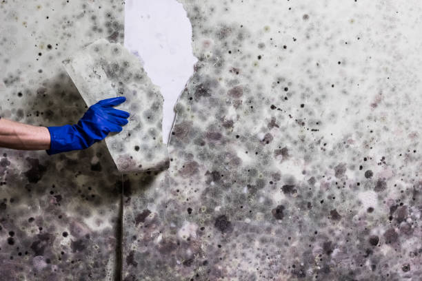 Best Office Mold Removal Services  in Crewe, VA