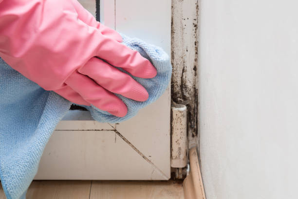 Best Mold Removal Near Me  in Crewe, VA