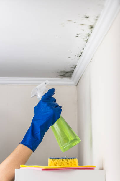 Trusted Crewe, VA Mold Removal Experts